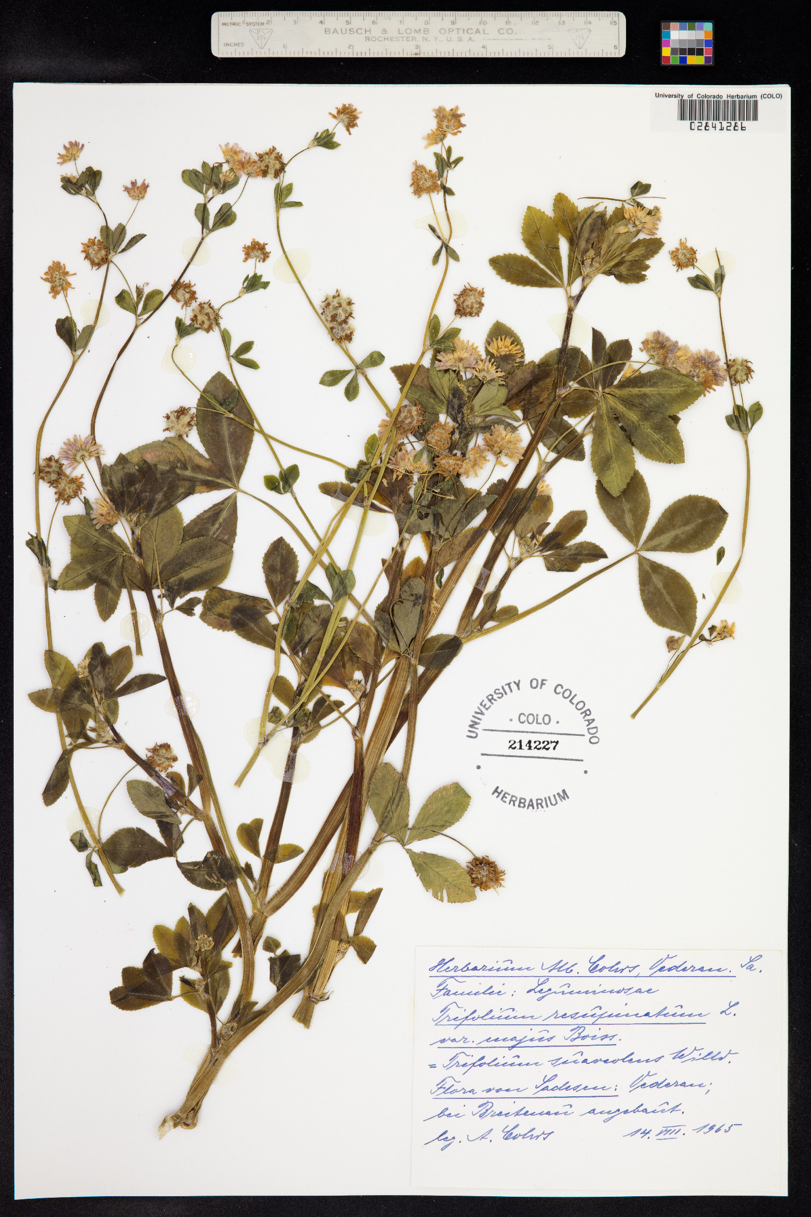 Trifolium resupinatum image