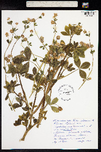 Trifolium resupinatum image