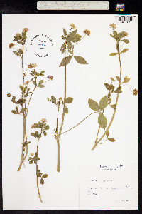 Trifolium resupinatum image