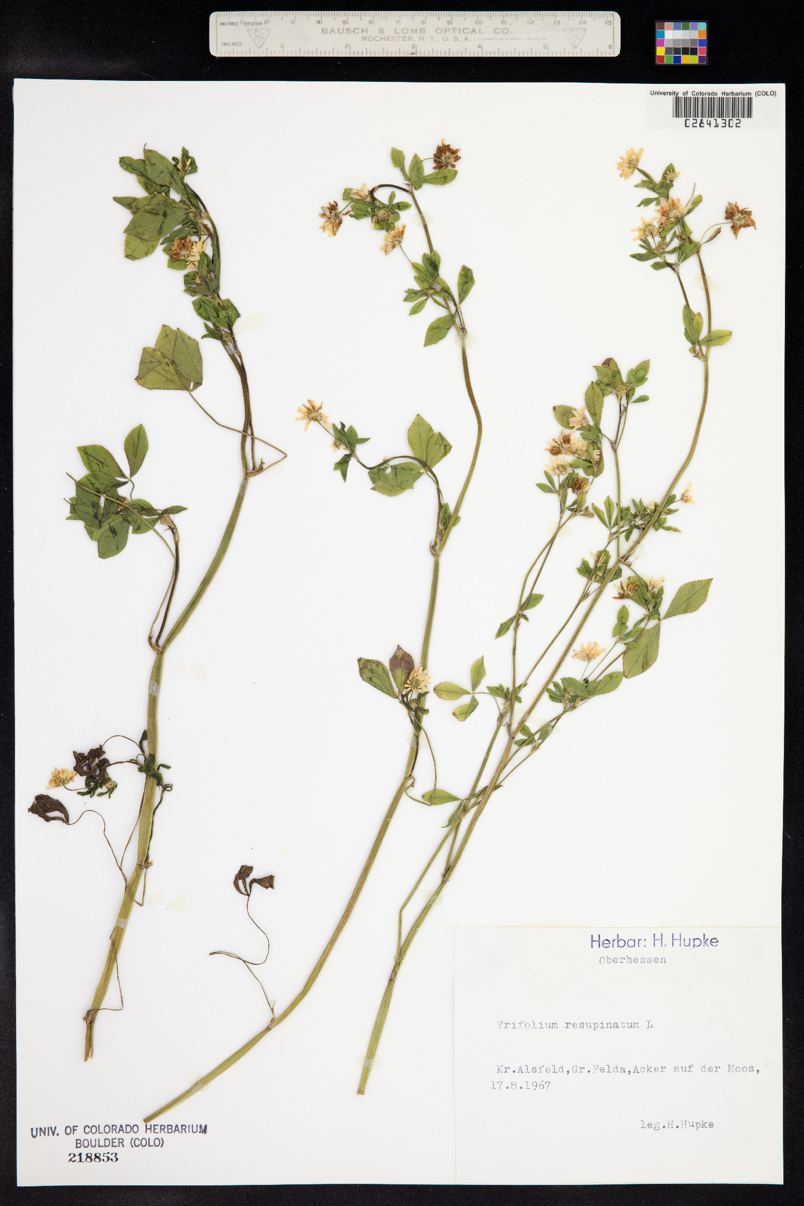 Trifolium resupinatum image