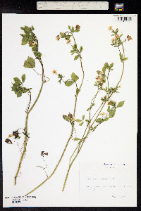 Trifolium resupinatum image