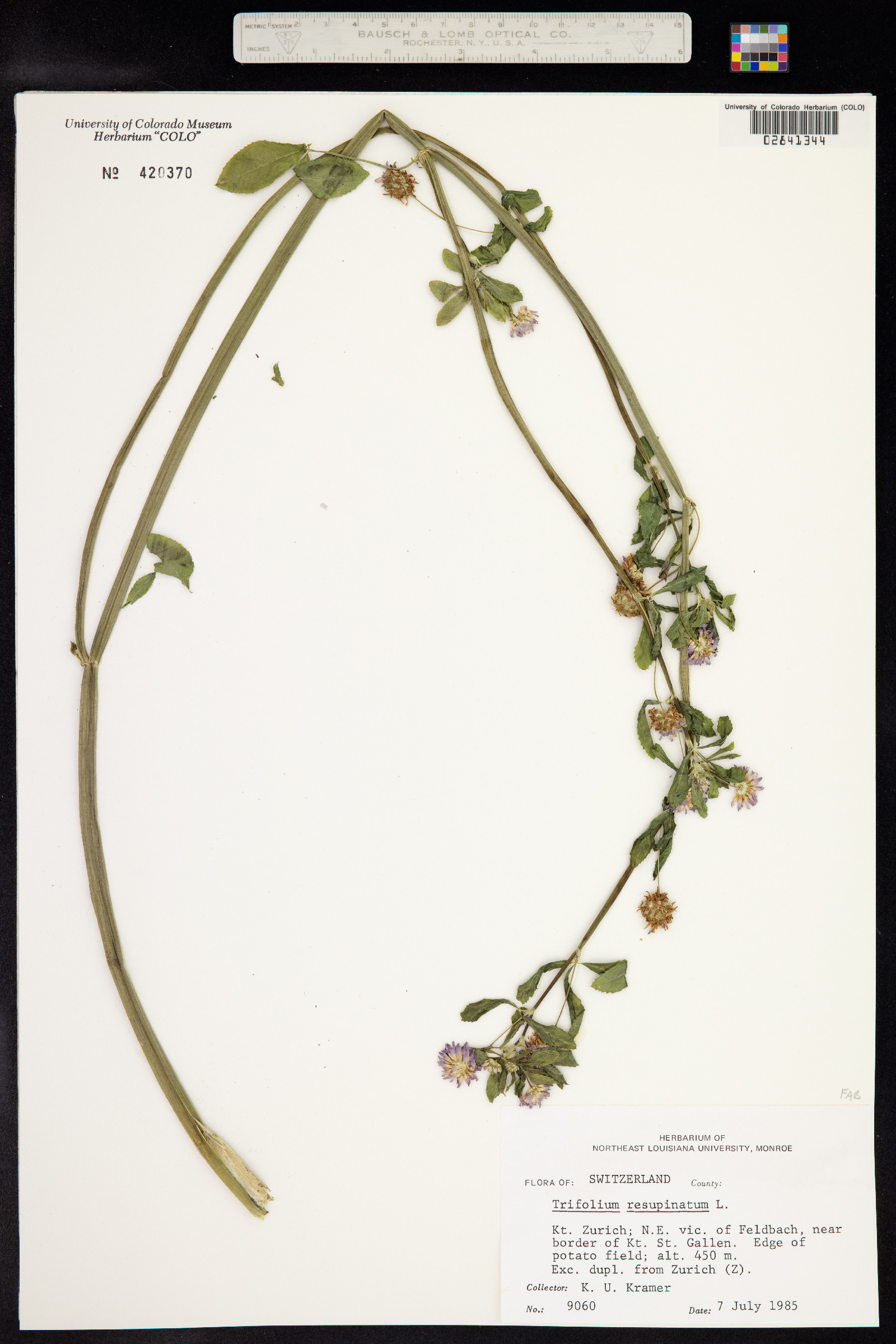 Trifolium resupinatum image