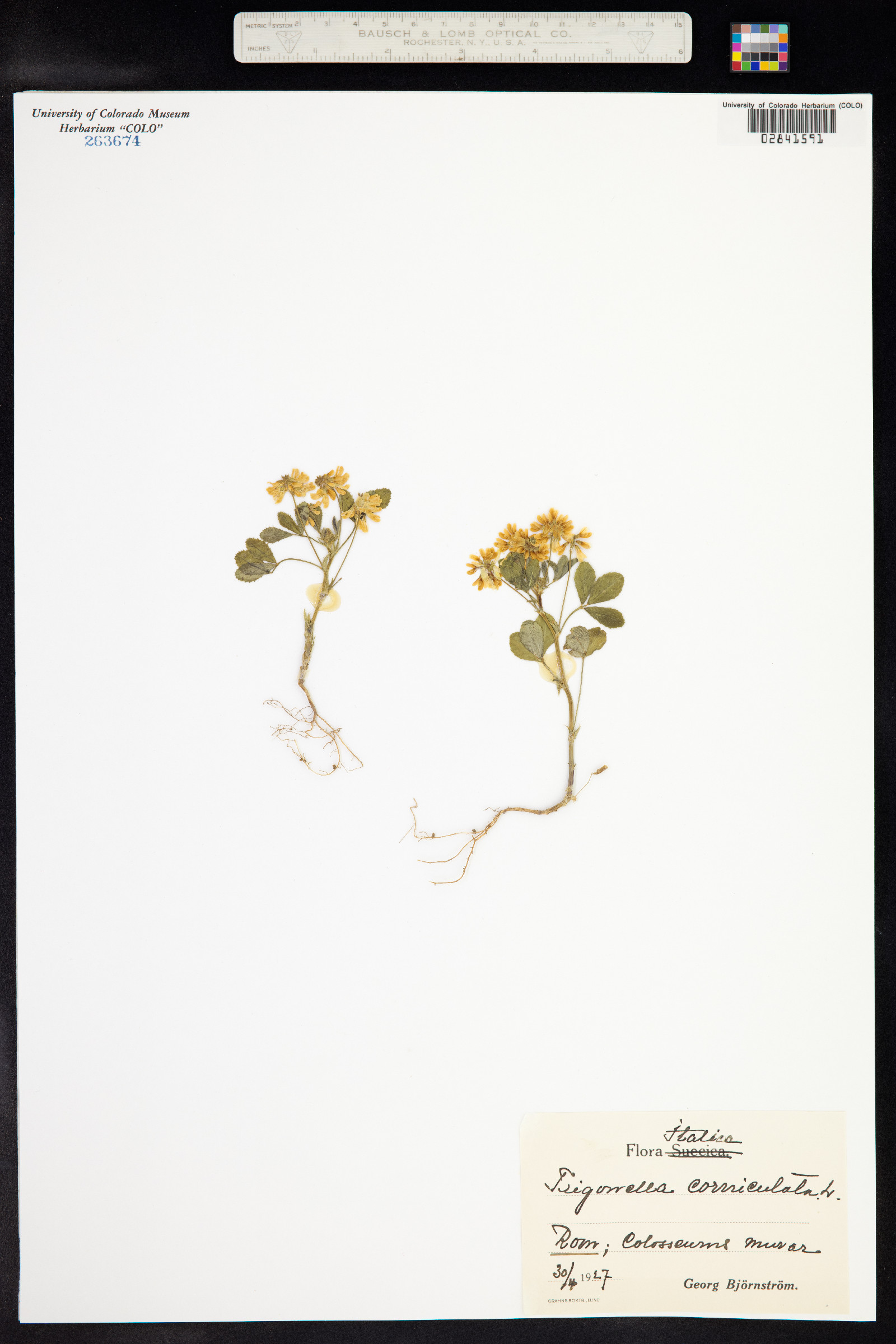 Trigonella corniculata image
