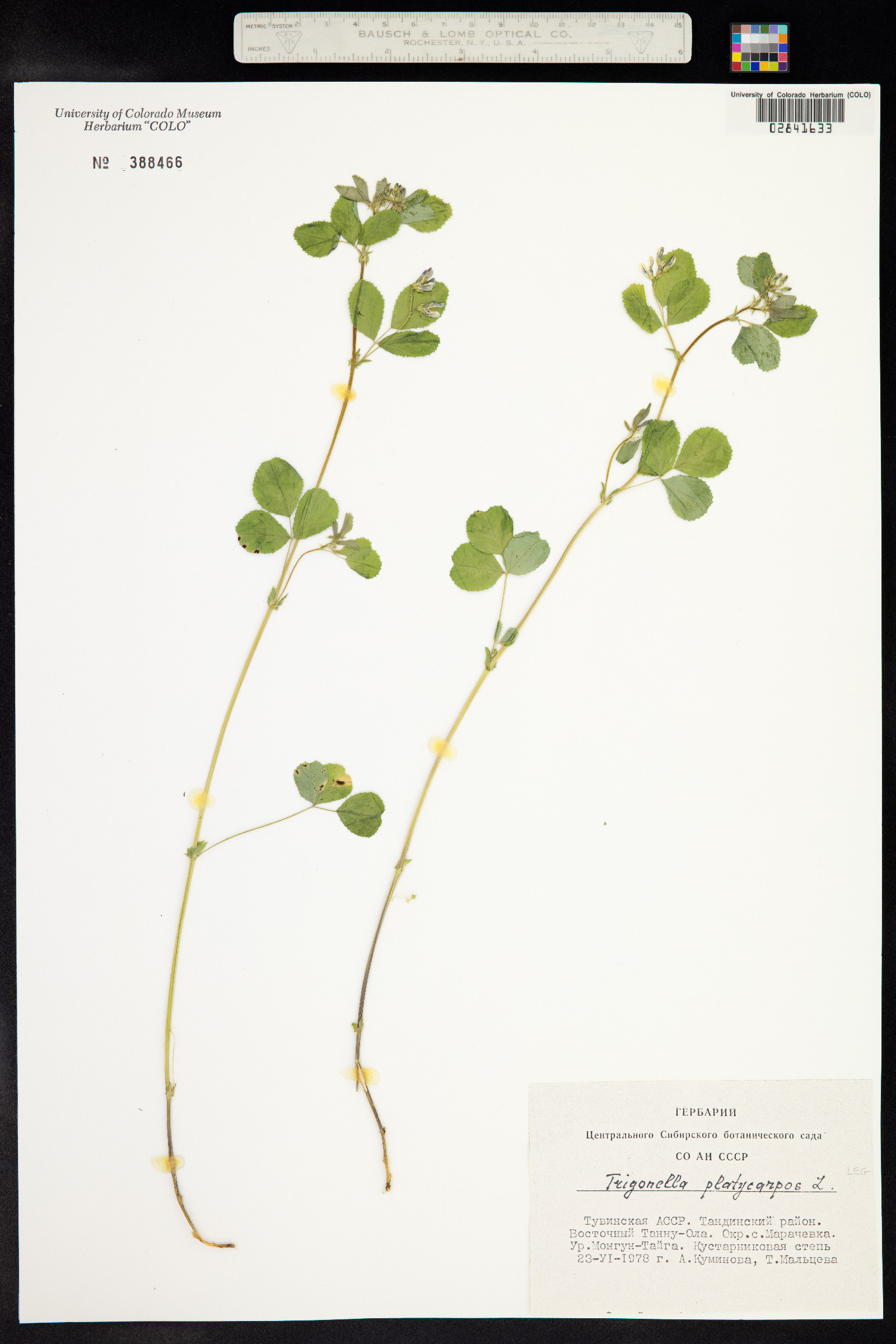 Medicago platycarpos image