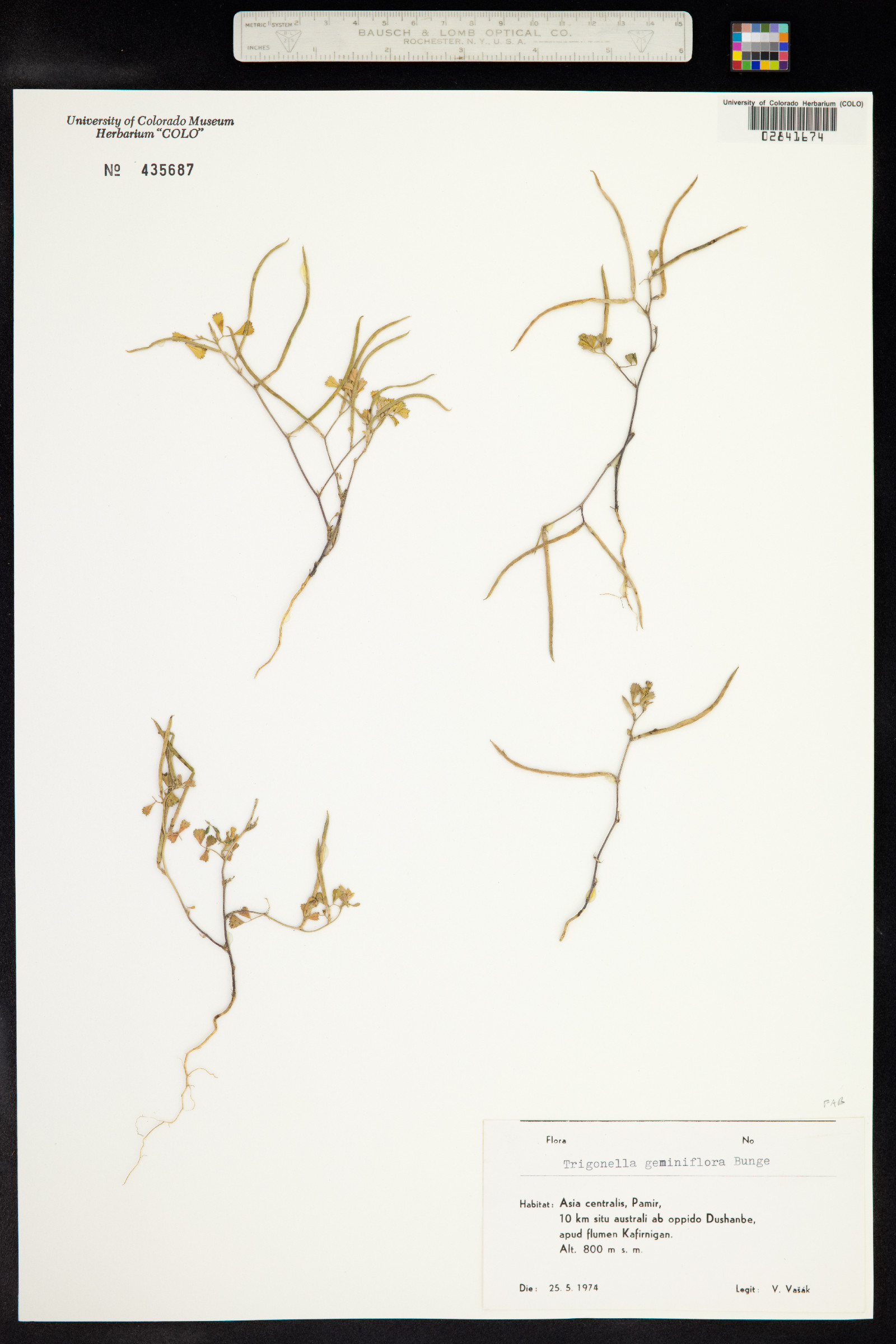 Trigonella geminiflora image