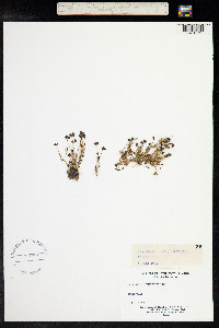 Trigonella ornithopodioides image