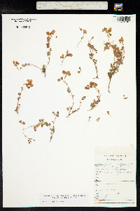 Medicago ruthenica image