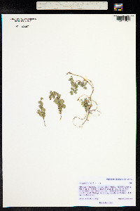 Medicago ruthenica image