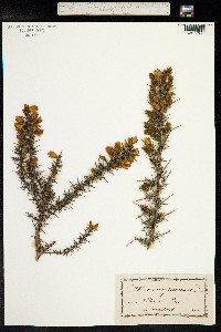 Ulex europaeus image