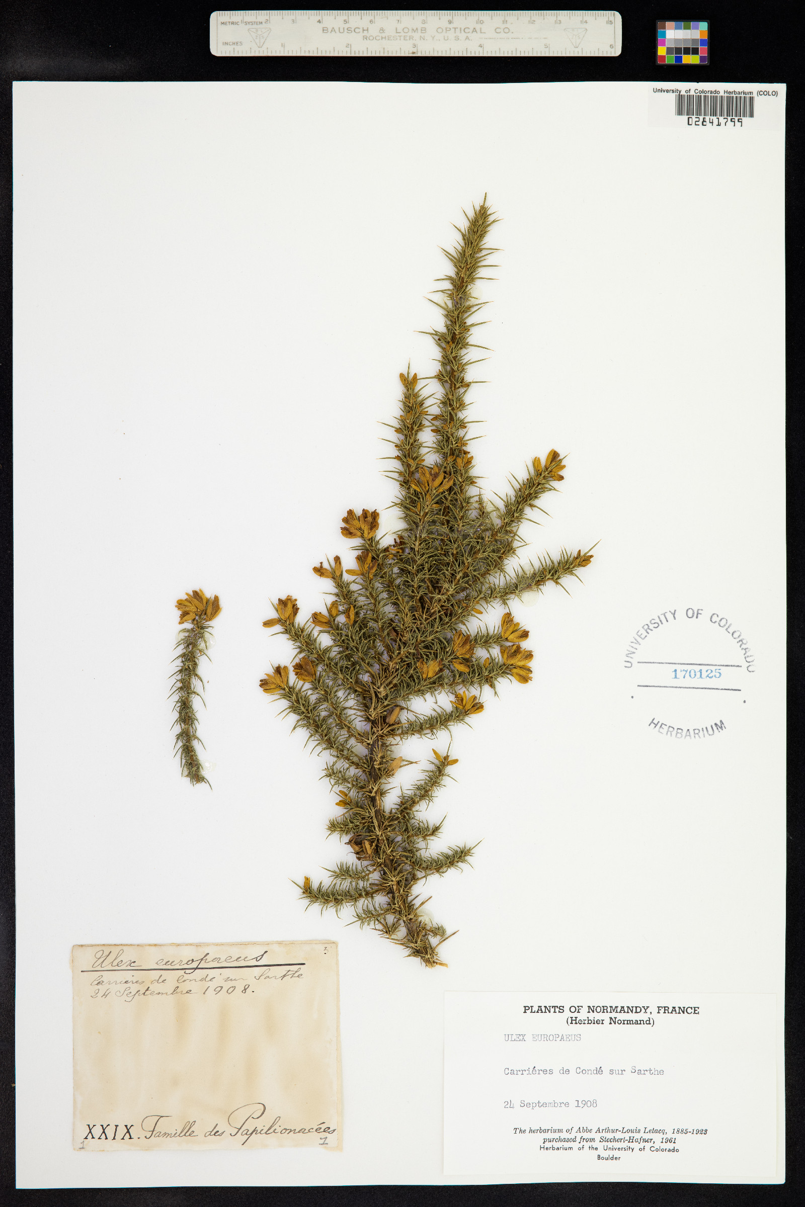 Ulex image