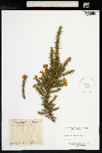 Ulex europaeus image