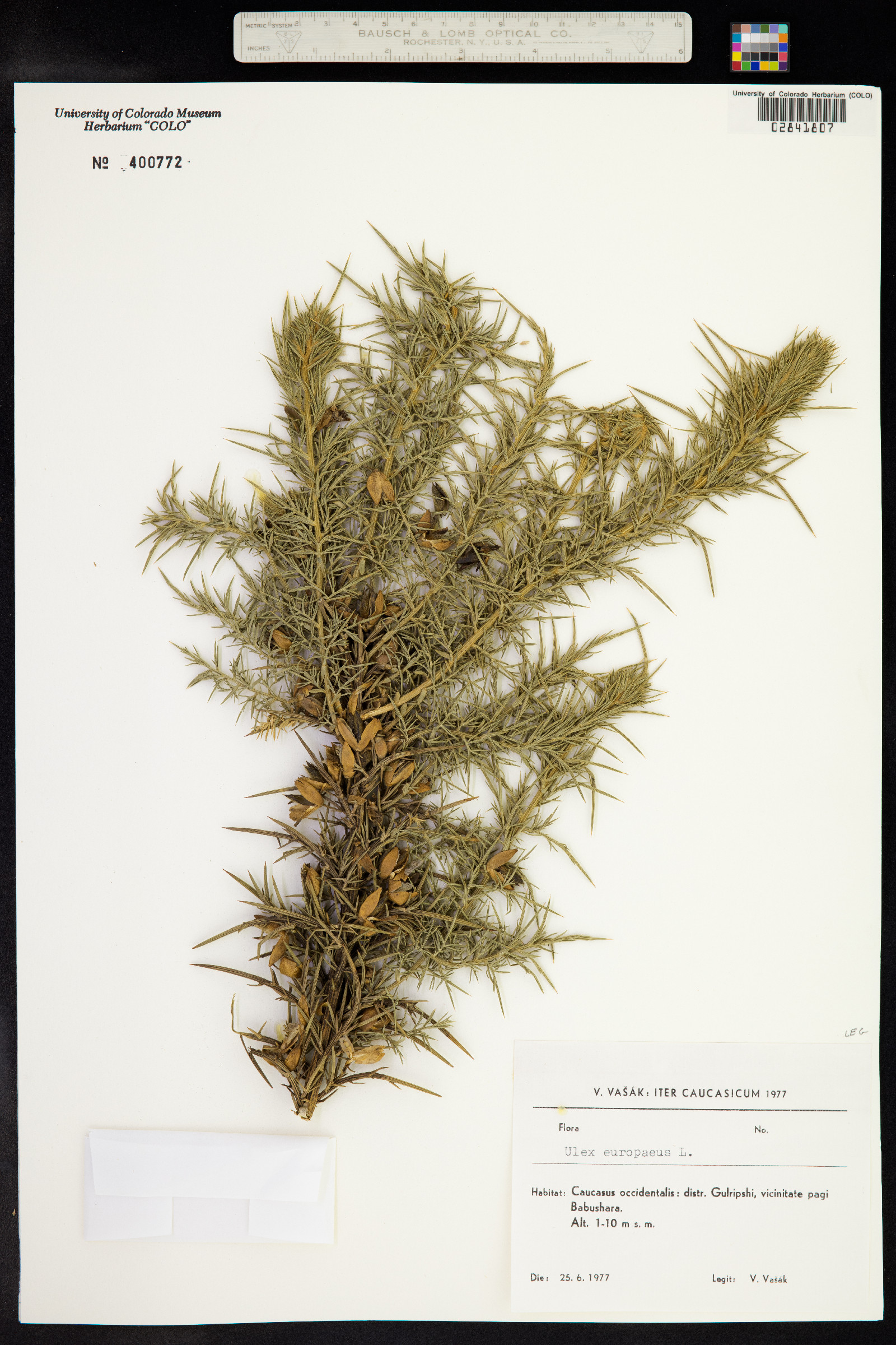 Ulex europaeus image