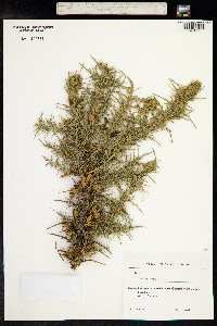 Ulex europaeus image