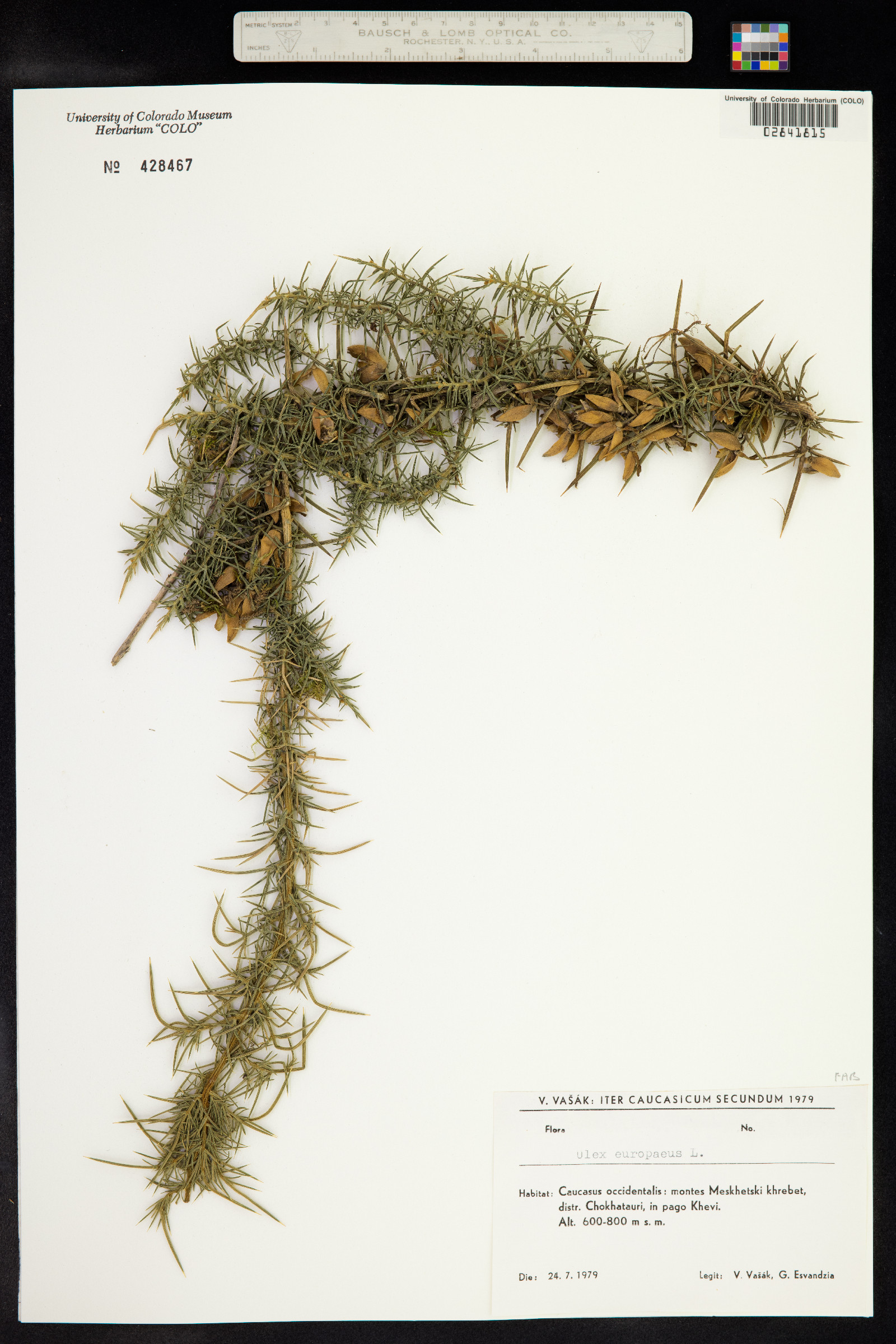 Ulex europaeus image