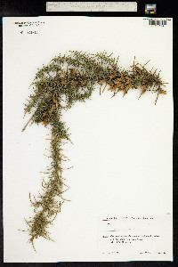 Ulex europaeus image