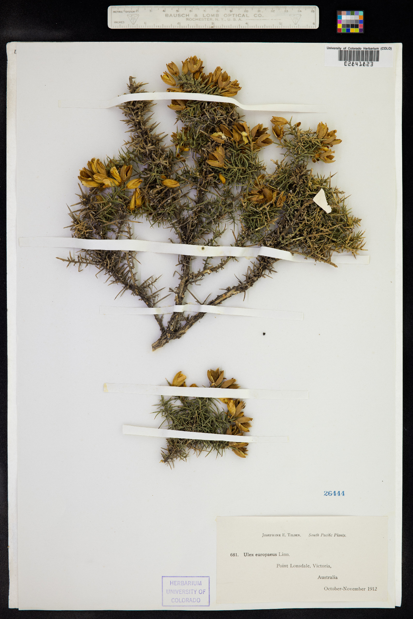 Ulex europaeus image