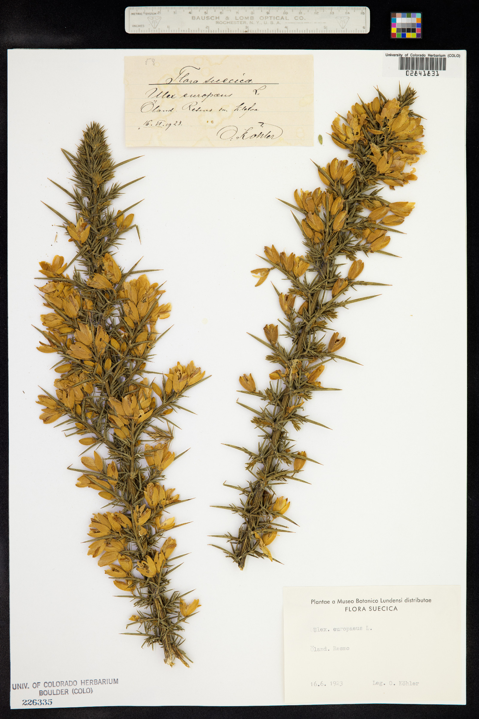 Ulex image