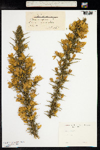 Ulex europaeus image