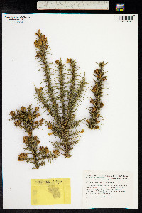 Ulex gallii image