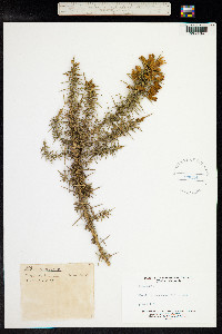 Ulex minor image