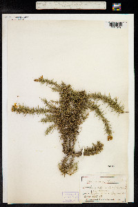 Ulex minor image