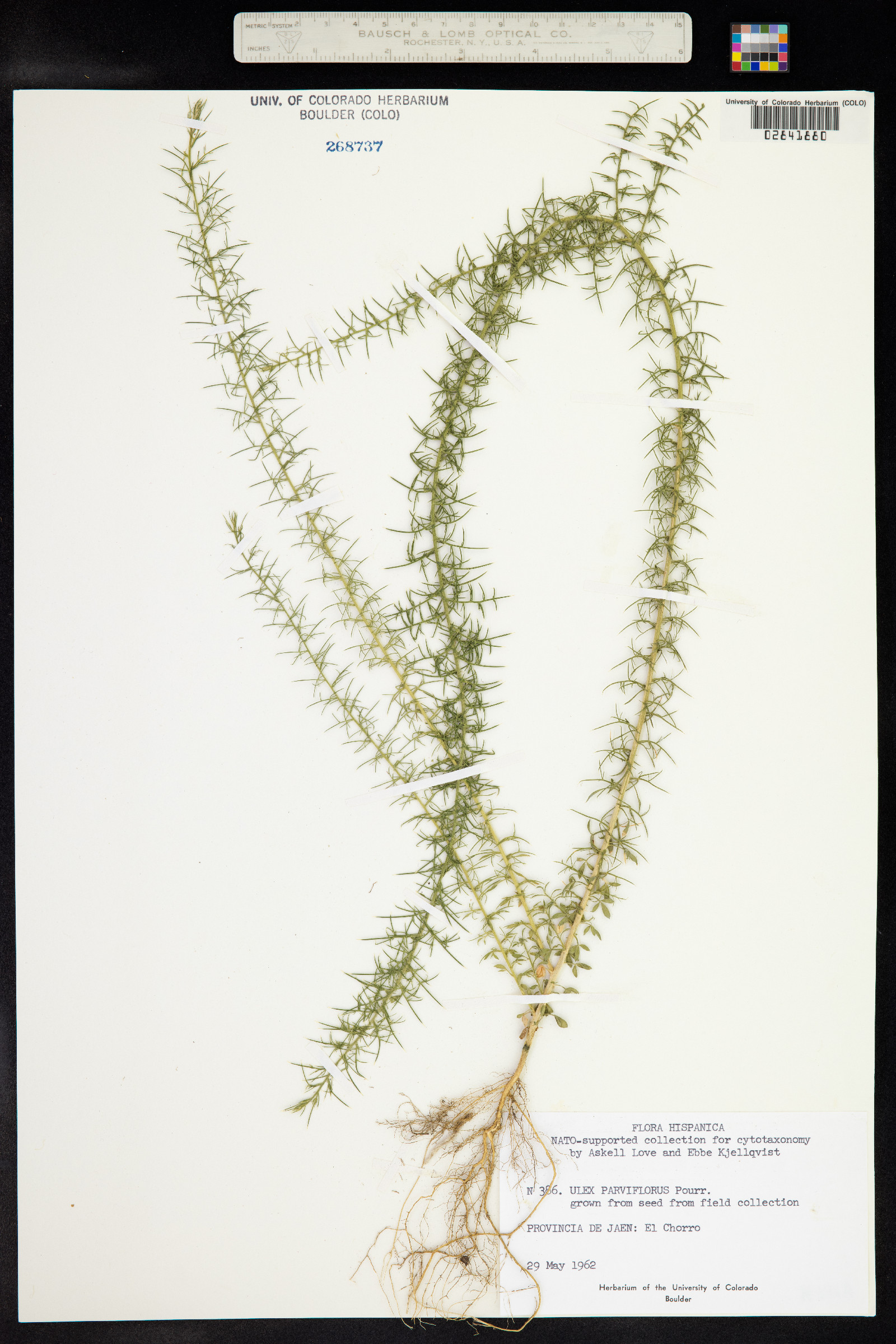 Ulex parviflorus image