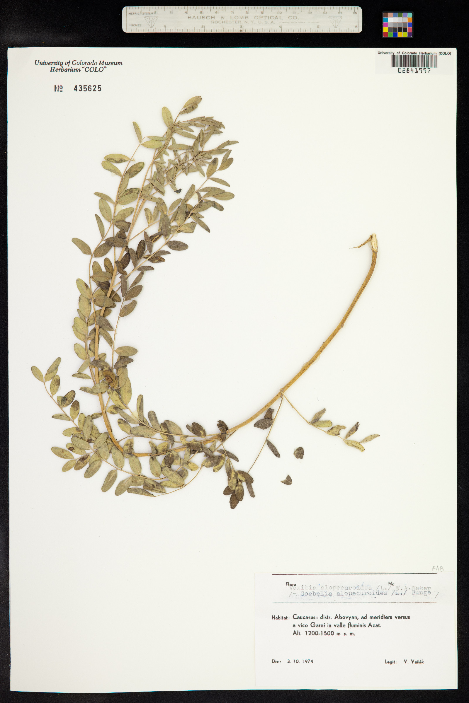 Sophora alopecuroides image