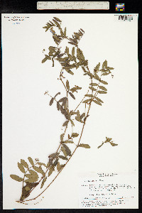 Vicia amoena image