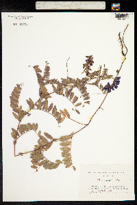 Vicia amoena image