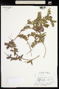 Vicia amoena image