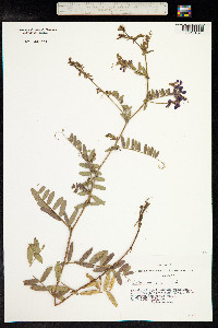 Vicia amoena image