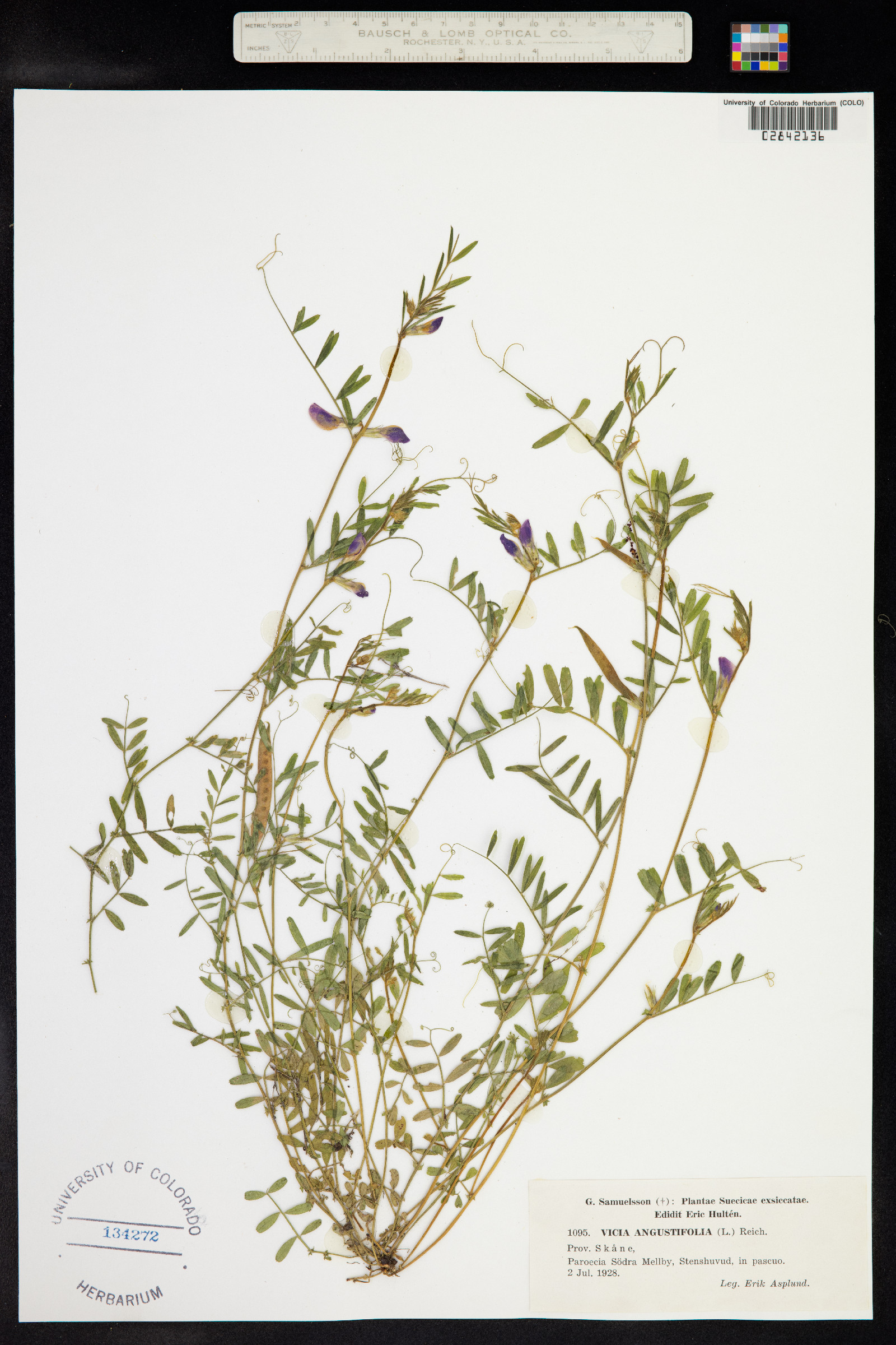 Vicia sativa ssp. nigra image