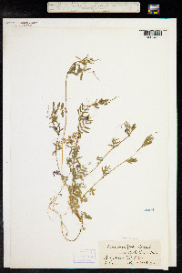 Vicia sativa subsp. nigra image