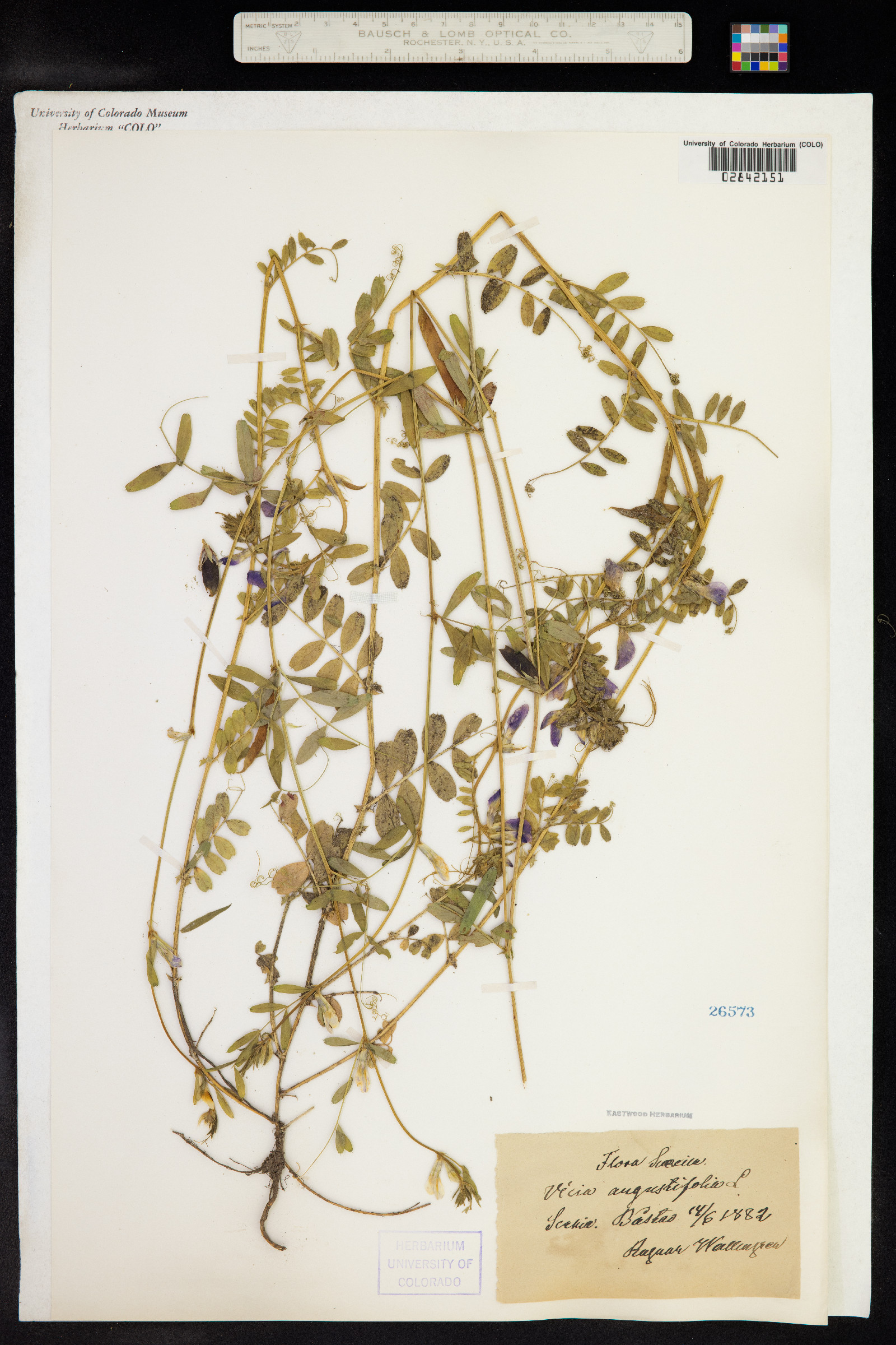 Vicia sativa ssp. nigra image