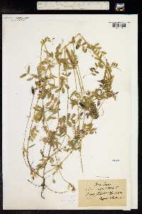 Vicia sativa ssp. nigra image