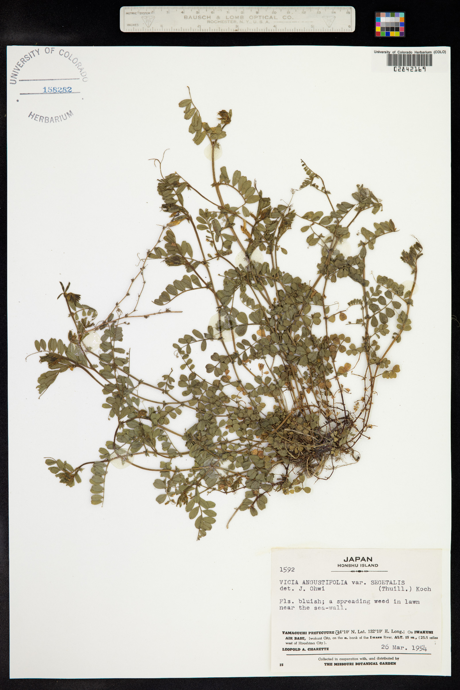 Vicia sativa ssp. nigra image