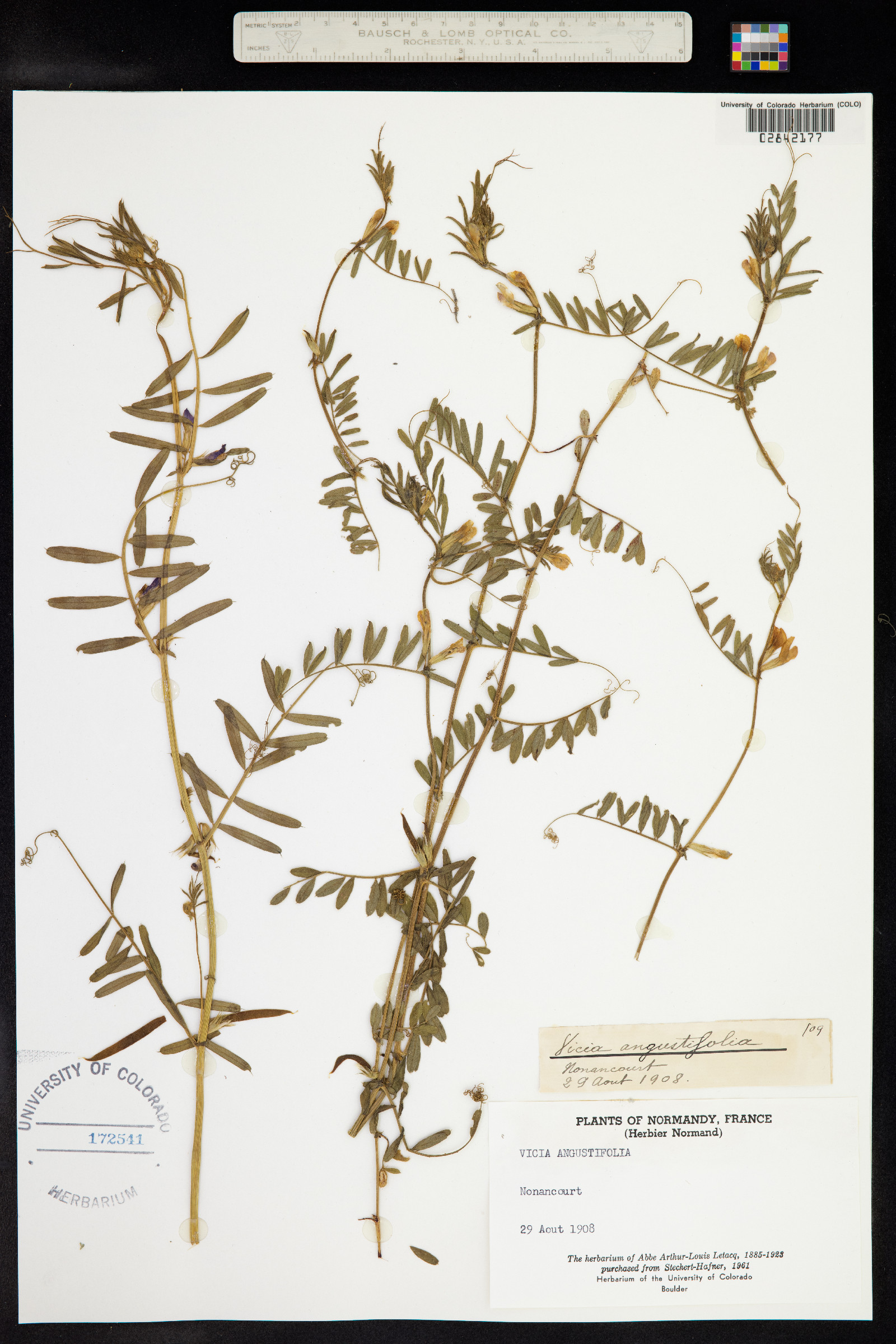 Vicia image