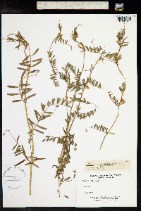 Vicia sativa ssp. nigra image