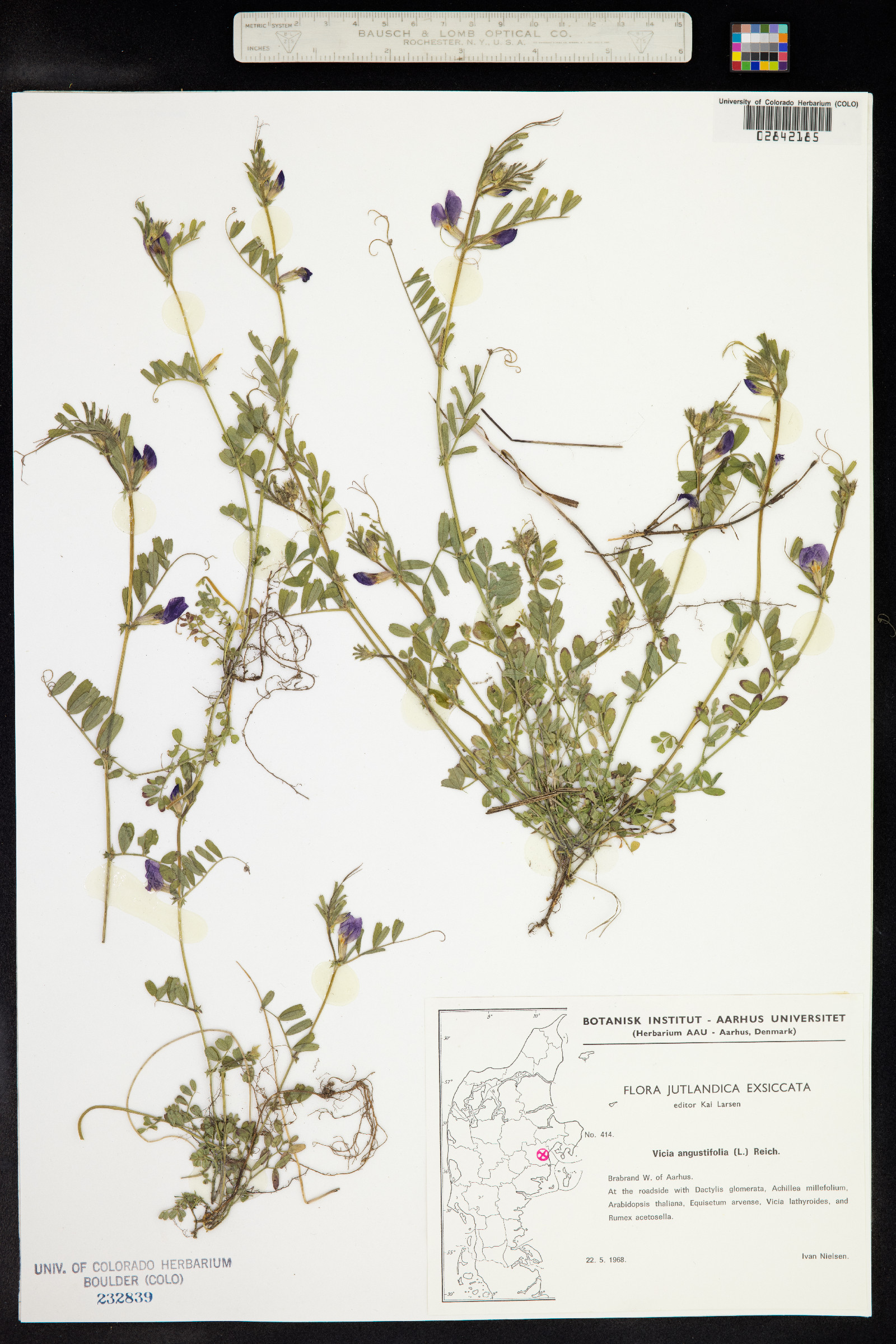 Vicia sativa ssp. nigra image