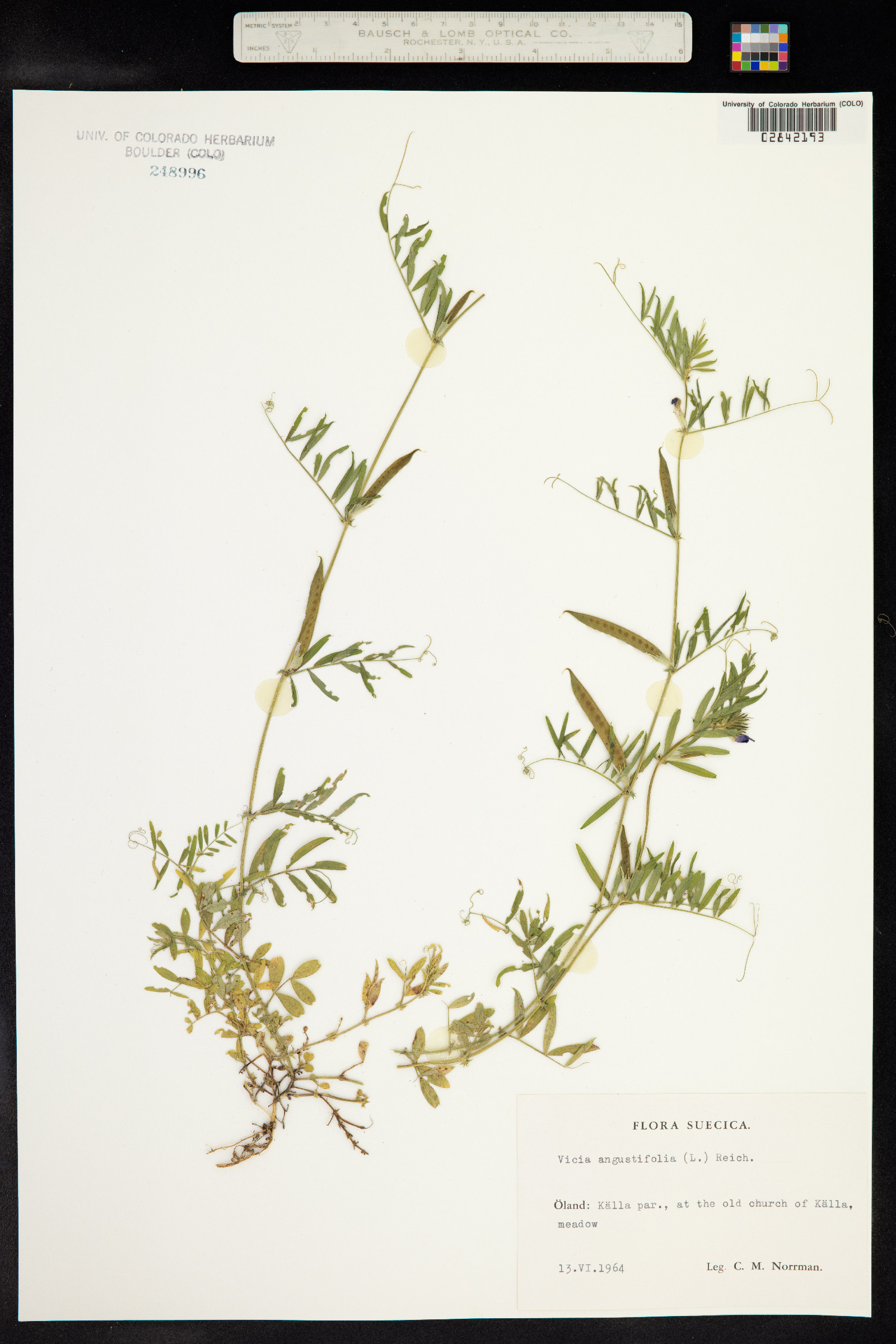 Vicia sativa ssp. nigra image