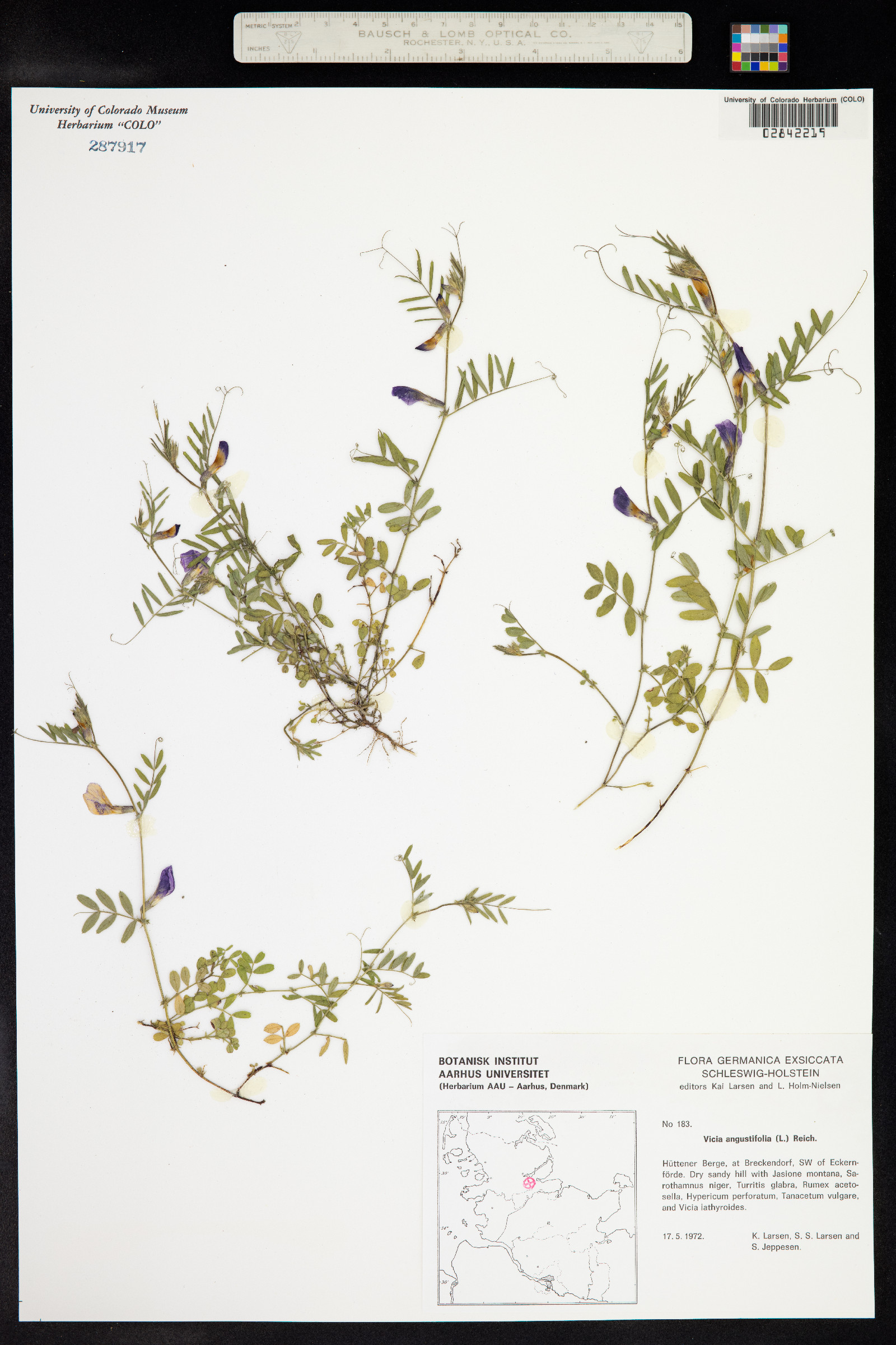 Vicia sativa image
