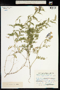 Vicia sativa ssp. nigra image