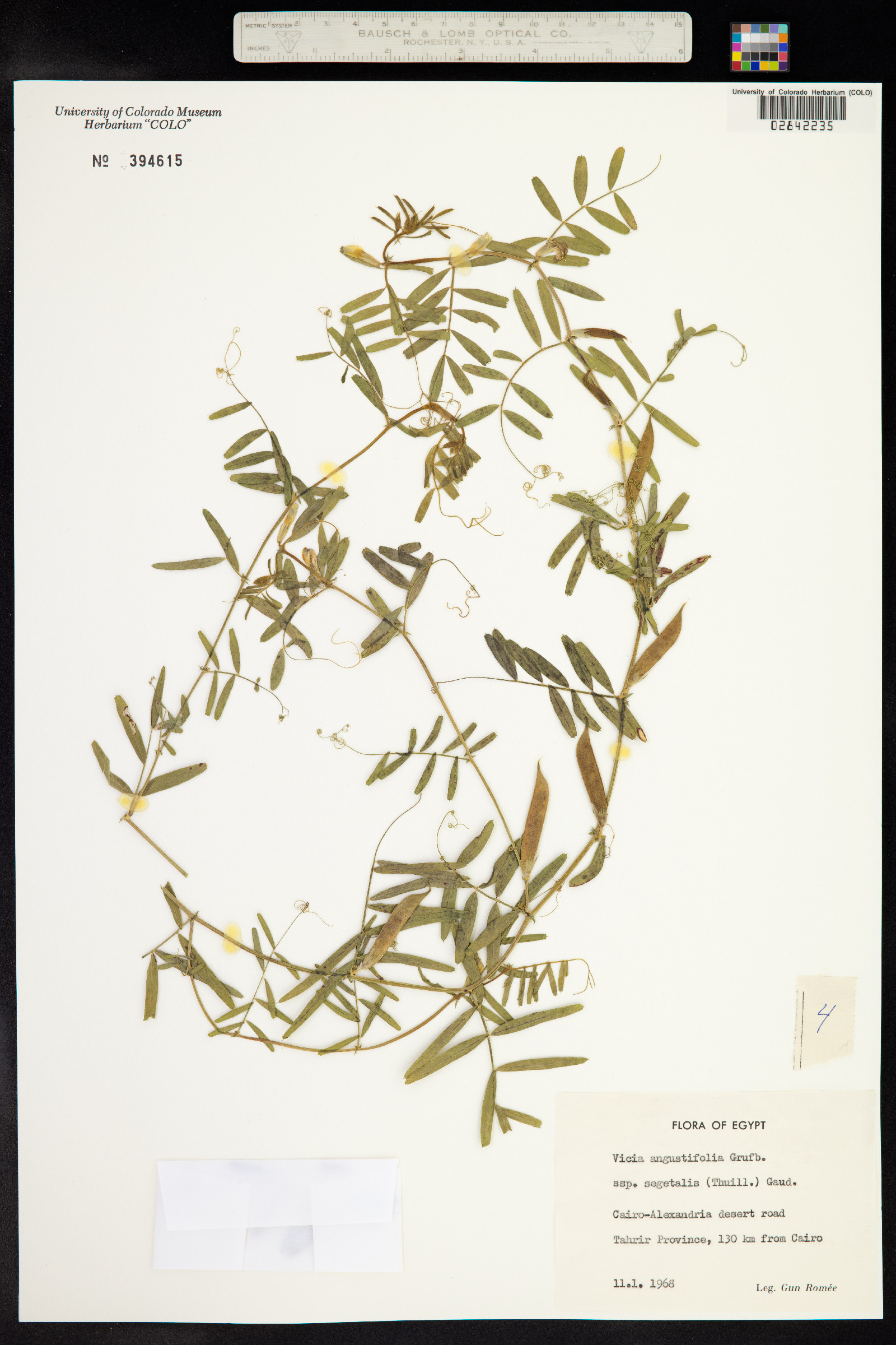 Vicia sativa image