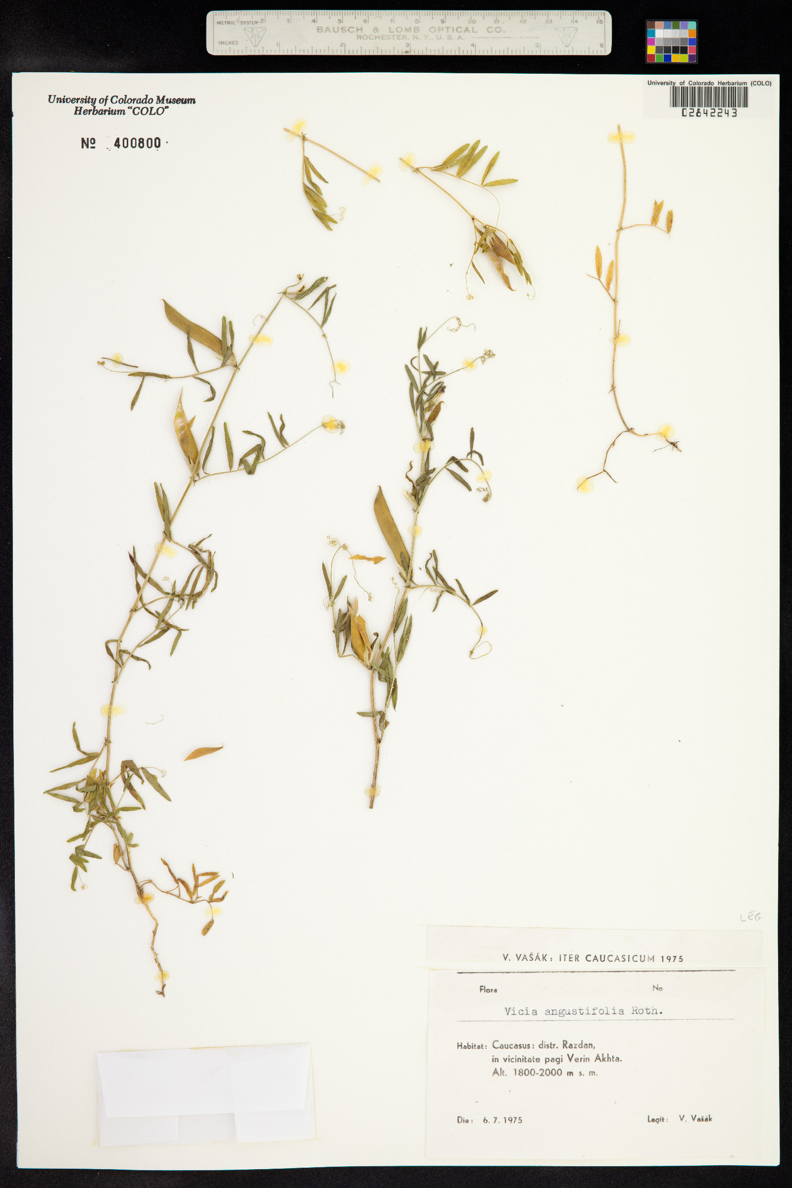 Vicia sativa ssp. nigra image