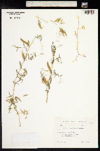 Vicia sativa ssp. nigra image