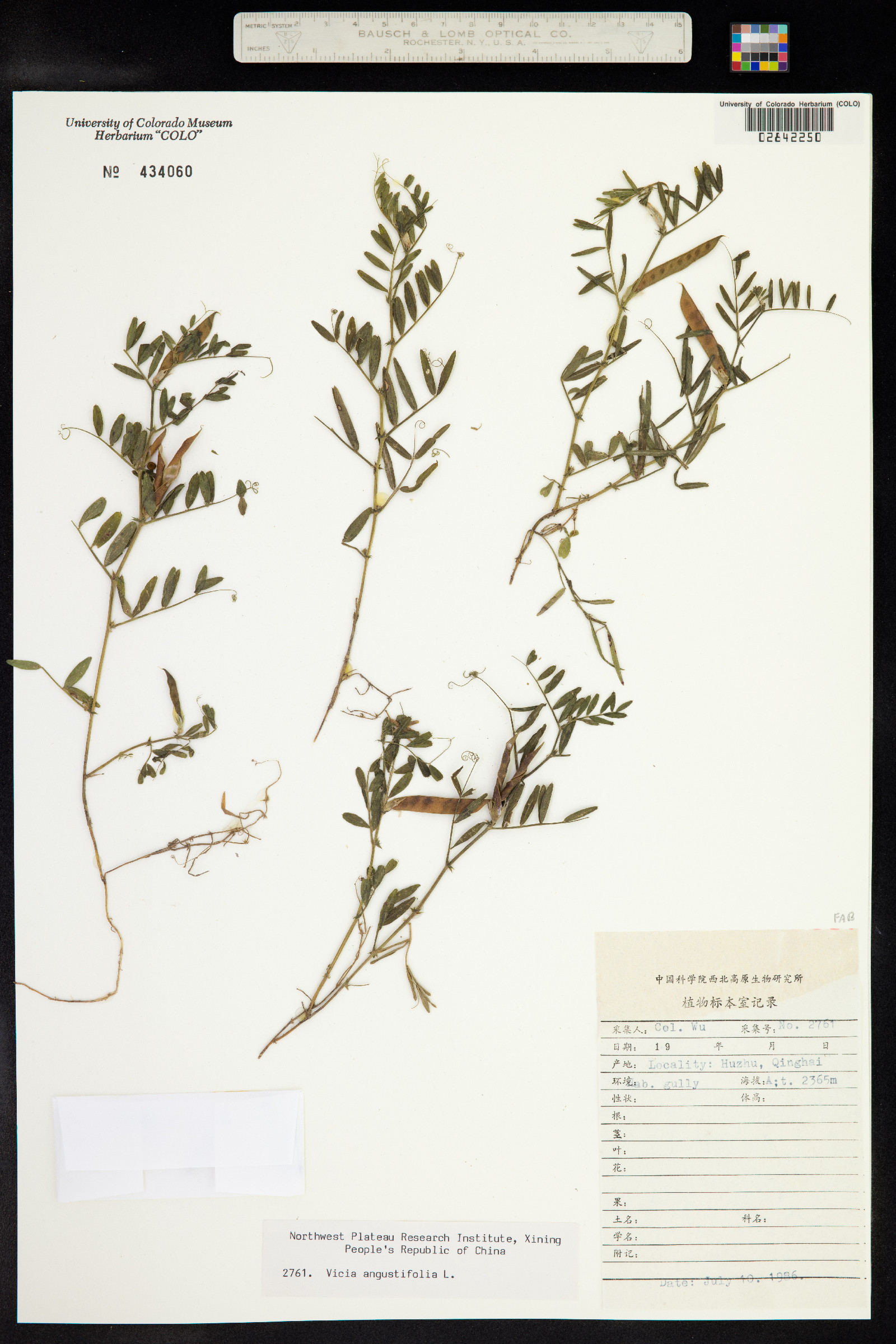 Vicia sativa ssp. nigra image
