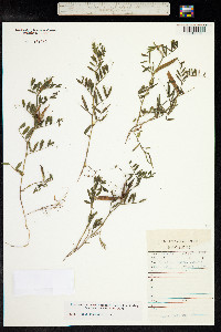 Vicia sativa ssp. nigra image