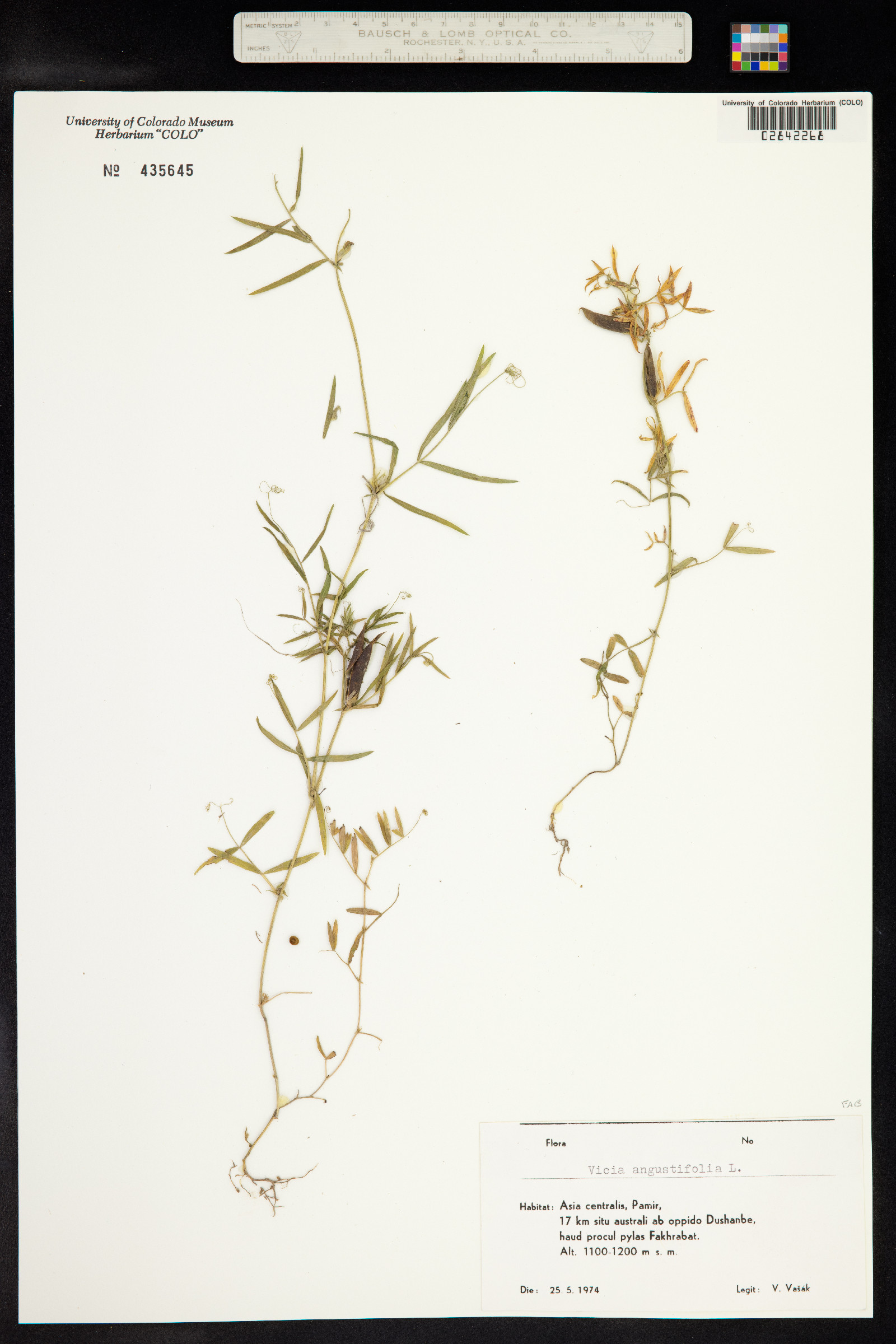 Vicia sativa image