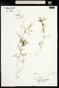 Vicia sativa ssp. nigra image