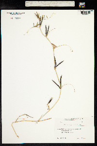 Vicia sativa ssp. nigra image